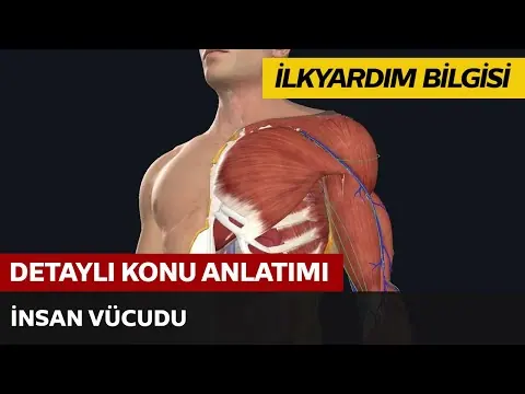 First Aid Knowledge / Human Body